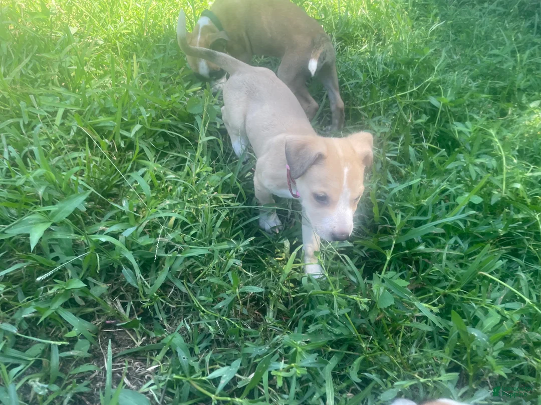 Mixed Breed dogs for sale: Mixed Breed 4 - Ad 1