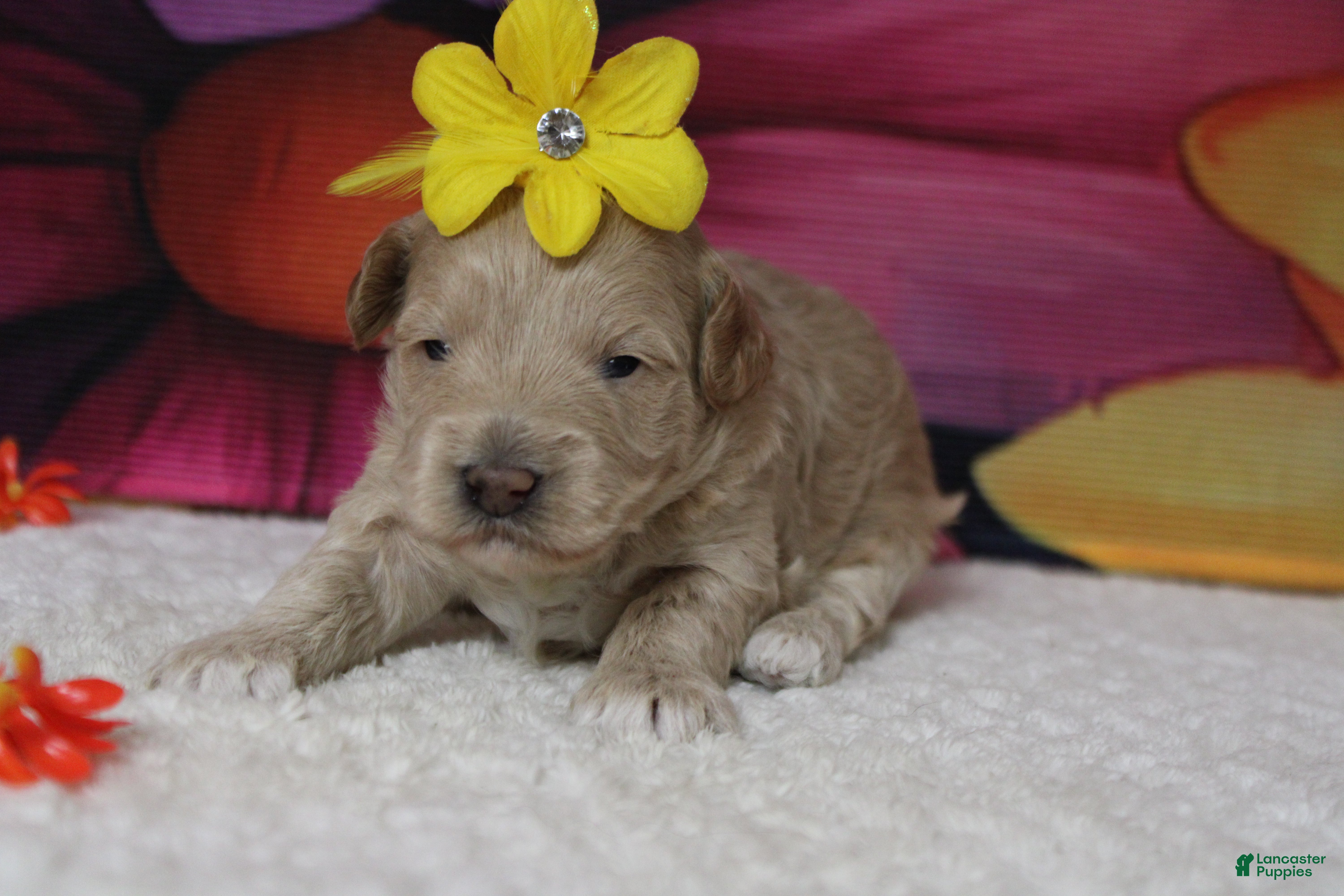 Havapoo dogs Violet - Ad 3