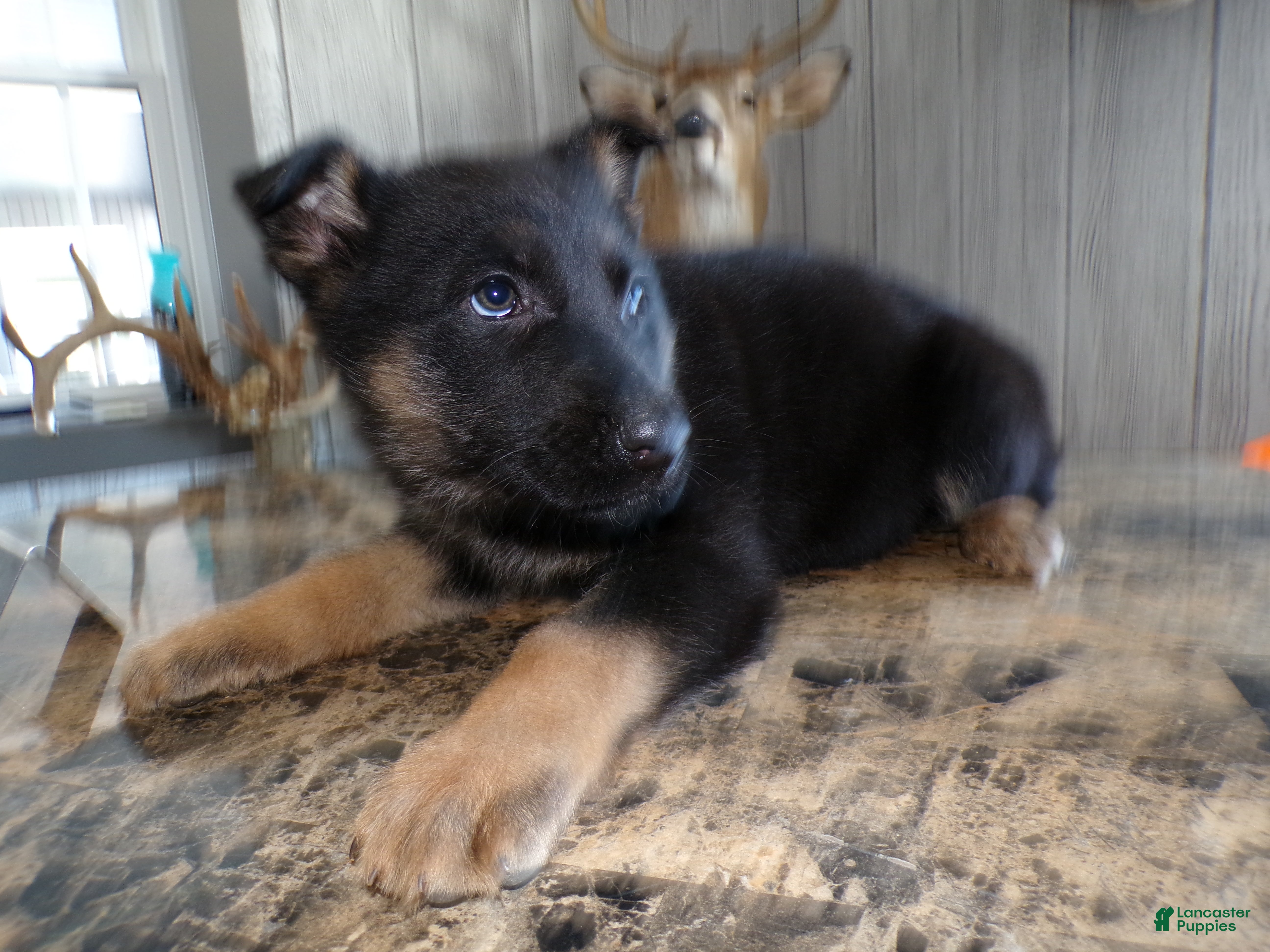German Shepherd dogs German Shepherd Puppy 6 Max - Ad 35