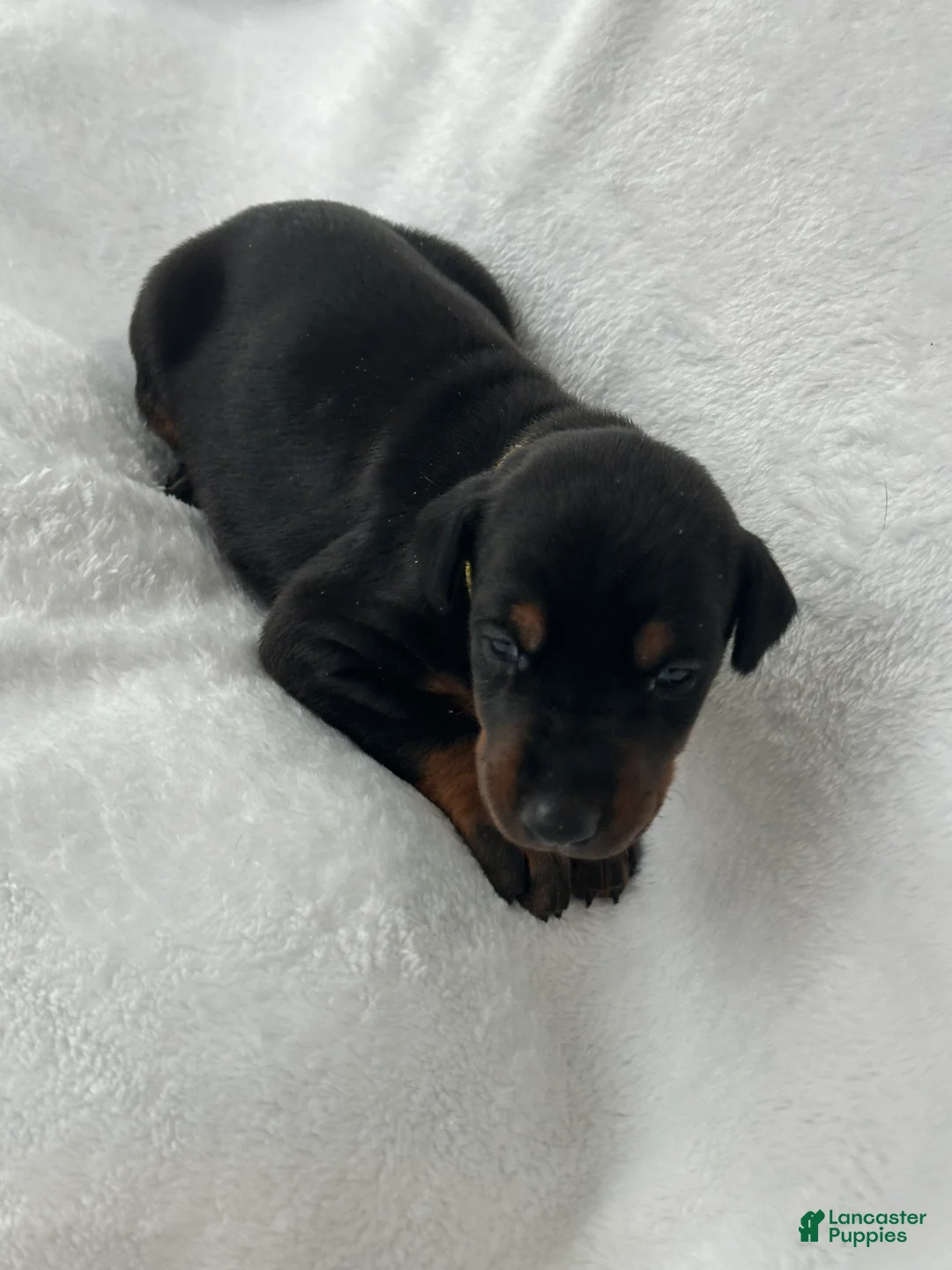 Doberman Pinscher dogs for sale: Doberman blk/rust girl  Puppy 7 - Ad 2