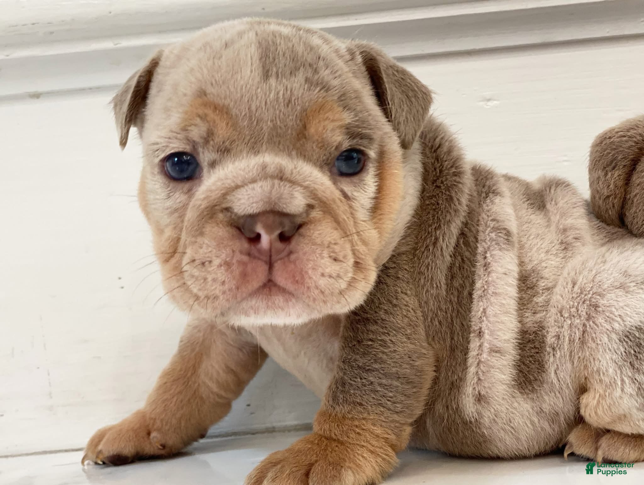 English Bulldog dogs ENID - Ad 22