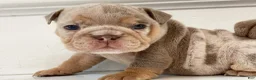 English Bulldog dogs for sale: ENID - Ad 11