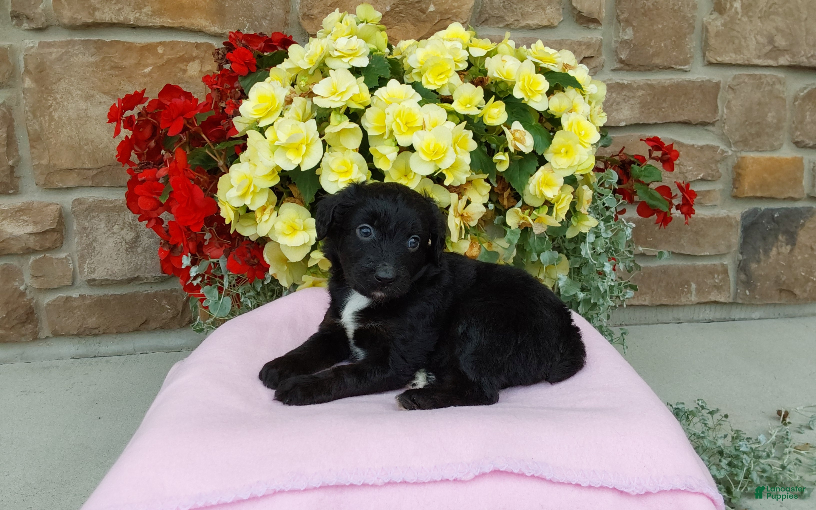 Aussiedoodle dogs Aussiedoodle 4 - Ad 2