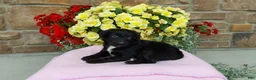 Aussiedoodle dogs for sale: Aussiedoodle 4 - Ad 2