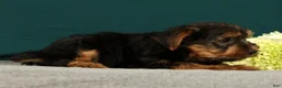 Yorkshire Terrier dogs for sale: Patriot - Ad 5
