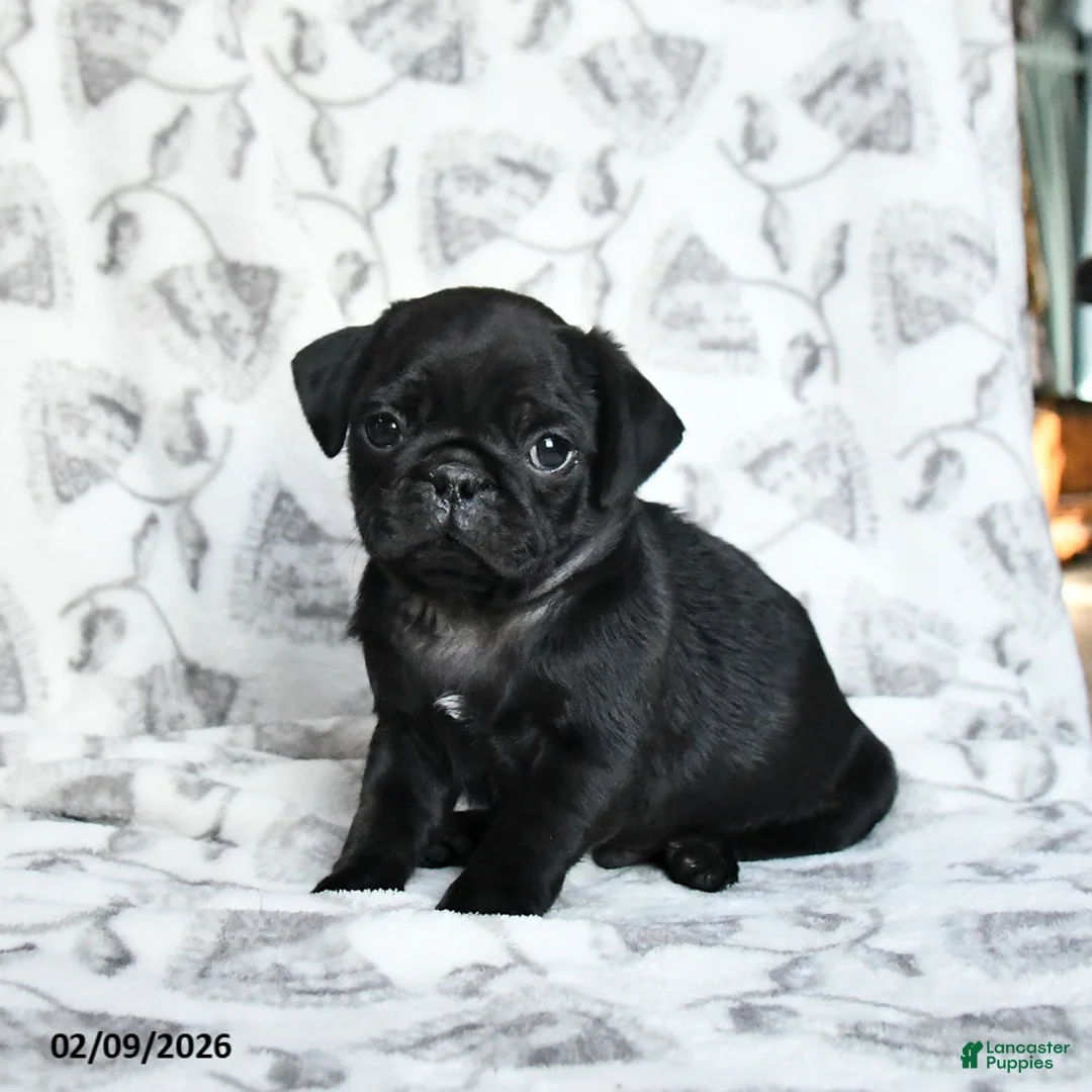 Pug dogs for sale: Romeo - Ad 1