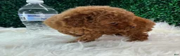 Toy Poodle dogs for sale: Phoenix  - Ad 4