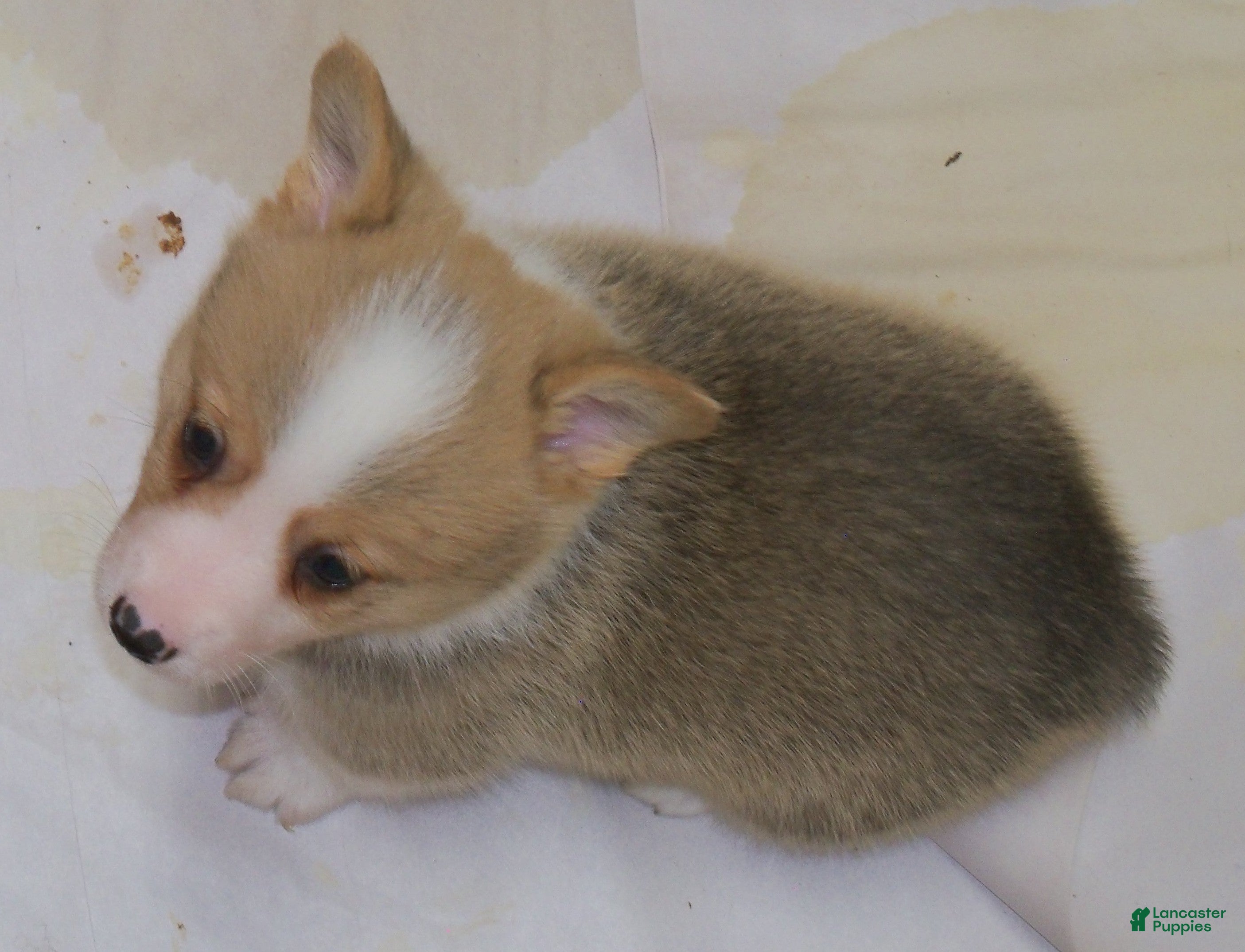 Welsh Corgi Pembroke dogs Garry...Genetic tested - Ad 2
