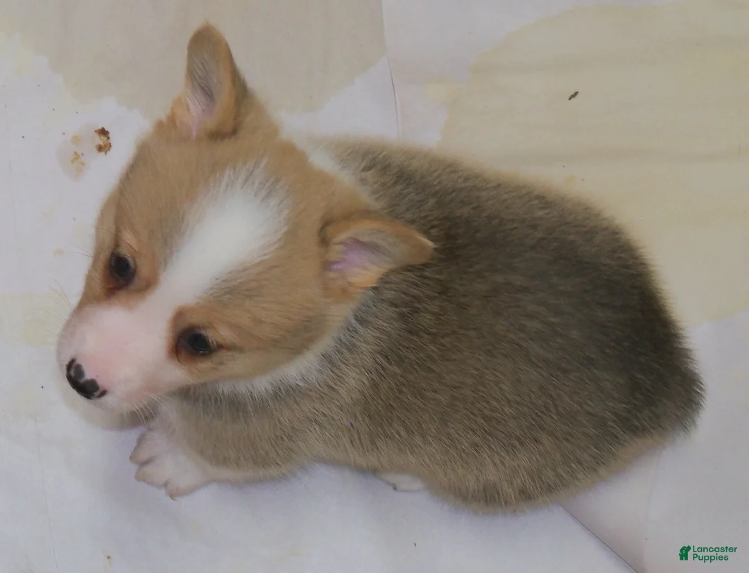 Welsh Corgi Pembroke dogs for sale: Garry...Genetic tested - Ad 2