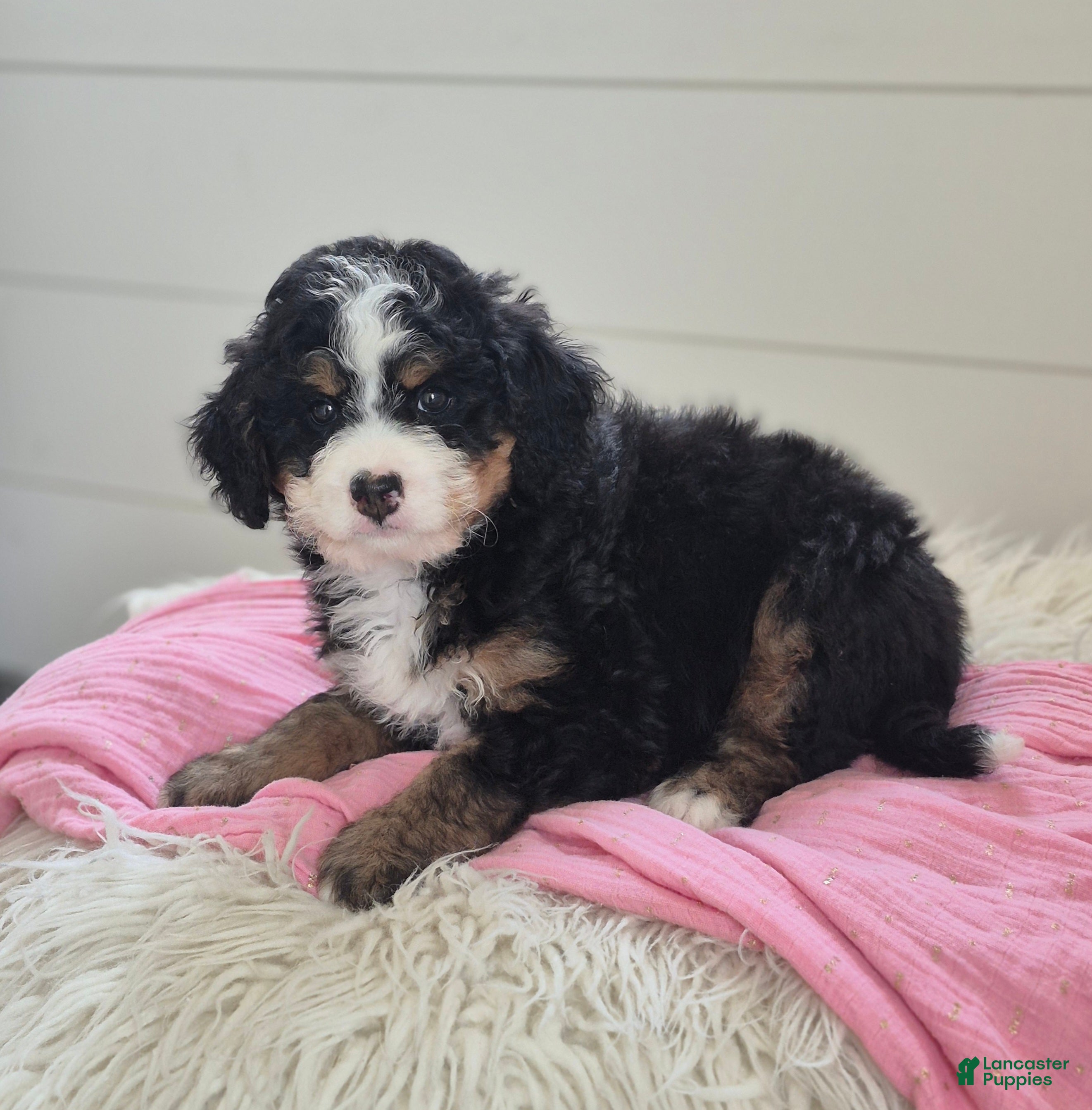 Mini Bernedoodle dogs Isabella - Ad 1