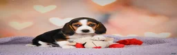 Beagle dogs for sale: OAKLY - Ad 4
