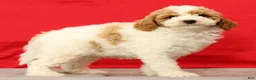 Miniature Poodle dogs for sale: Mitch - Ad 9