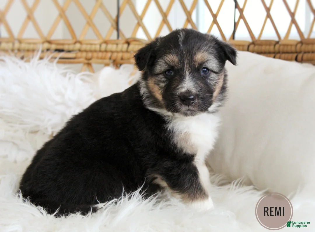 Mixed Breed dogs for sale: Winter  - Ad 3