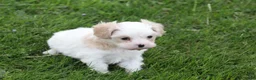 Mixed Breed dogs for sale: Mixed Breed Puppy 1 - Ad 10