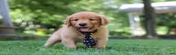 Golden Retriever dogs for sale: Benson - Ad 7