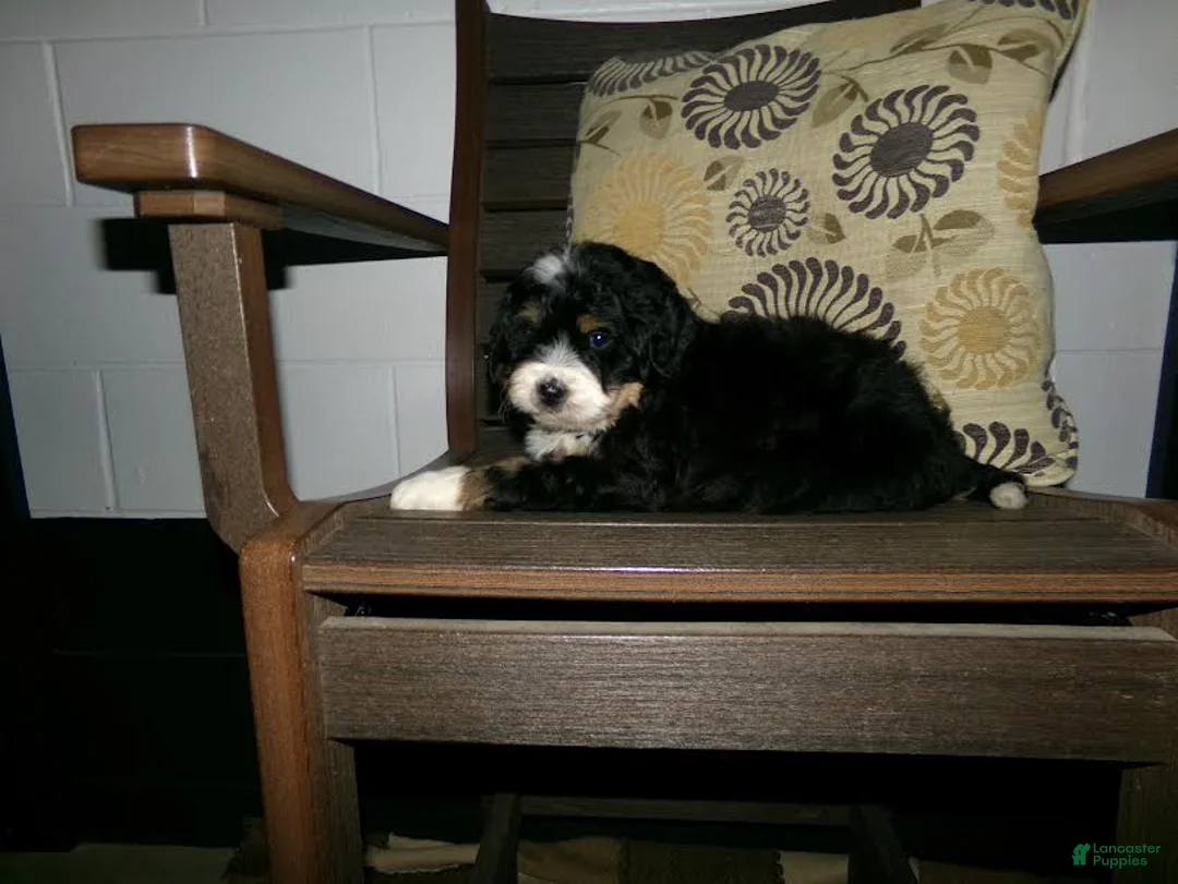 Mini Bernedoodle dogs for sale: Alex - Ad 6
