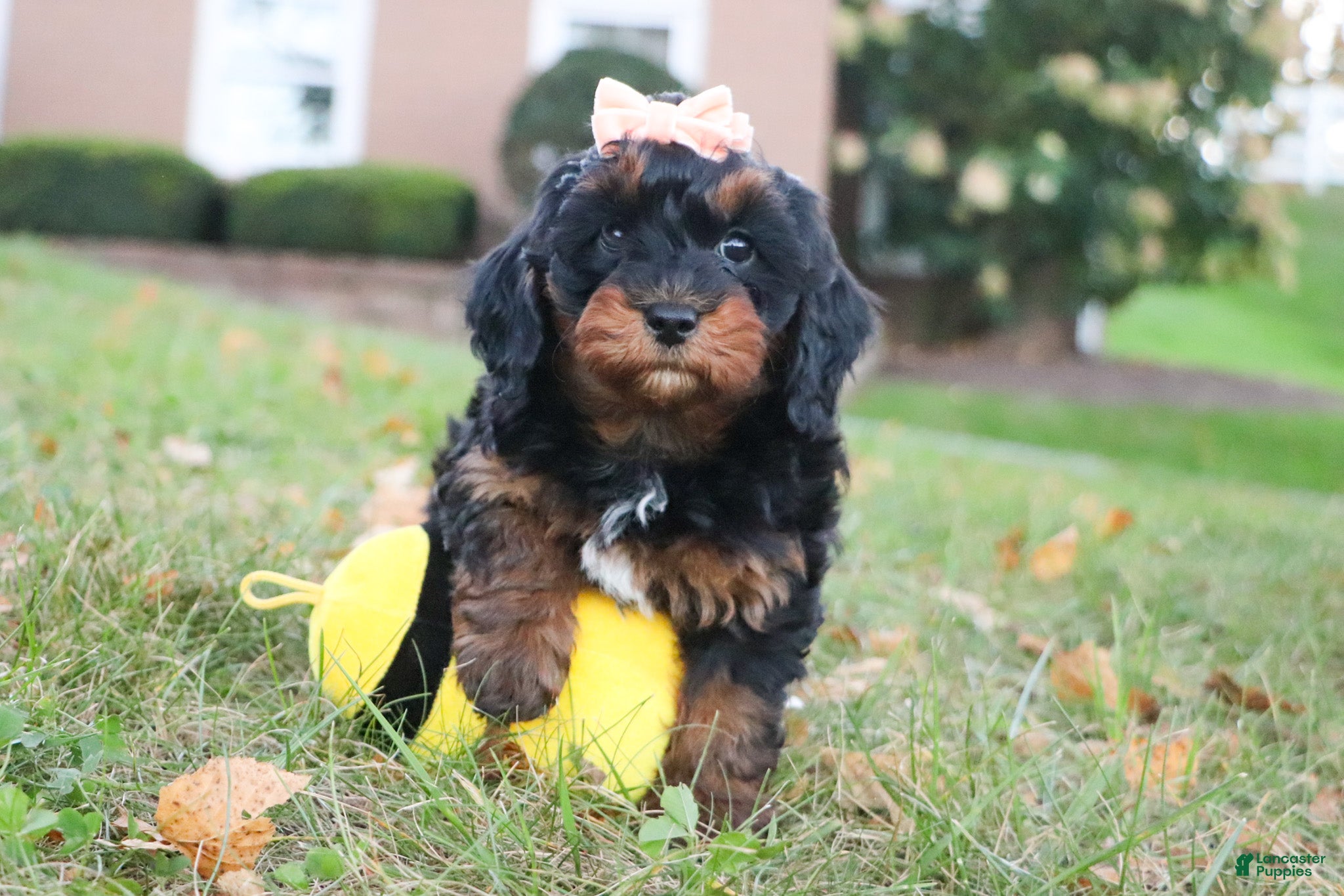 Mini Goldendoodle dogs Pumpkin - Ad 2