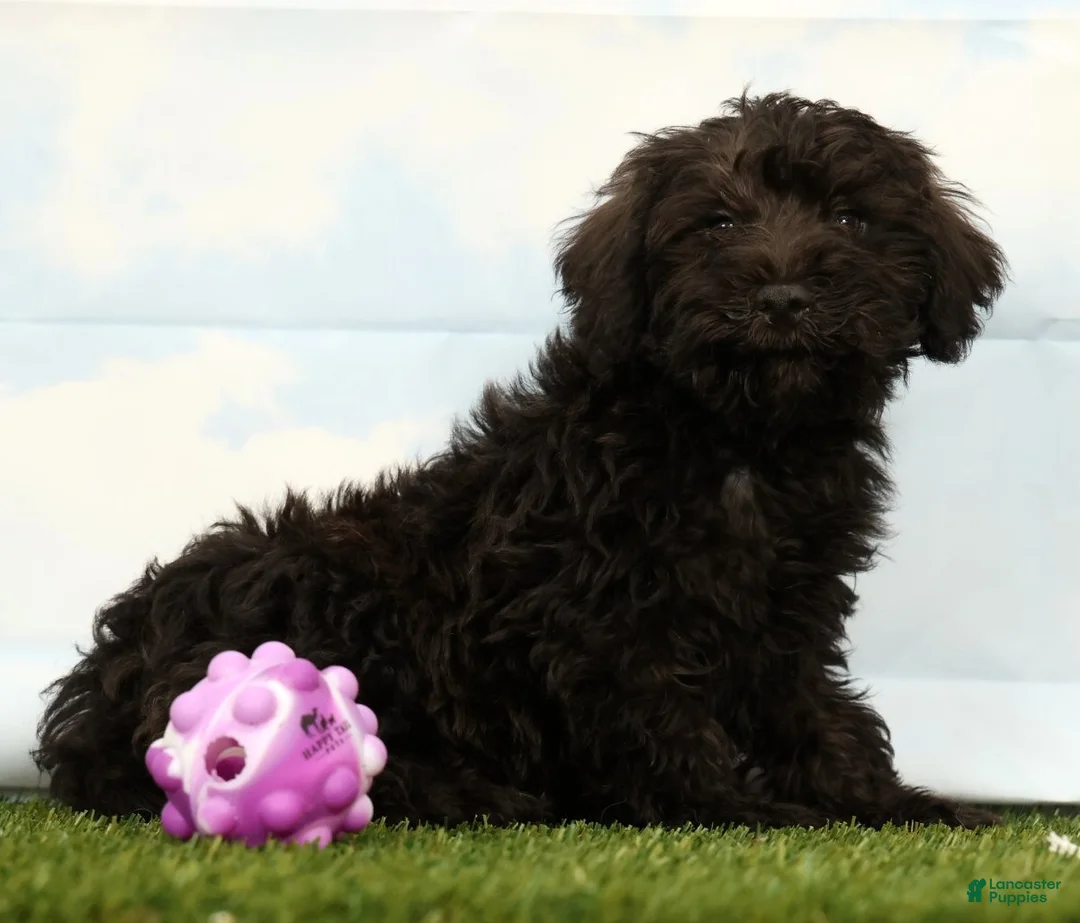Schnoodle dogs for sale: Hunter - Ad 1