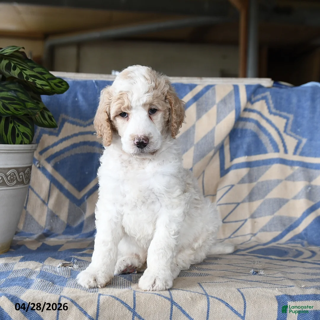 Standard Poodle dogs for sale: Phillip - Ad 2