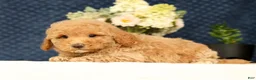 Havapoo dogs for sale: Hoover - Ad 5