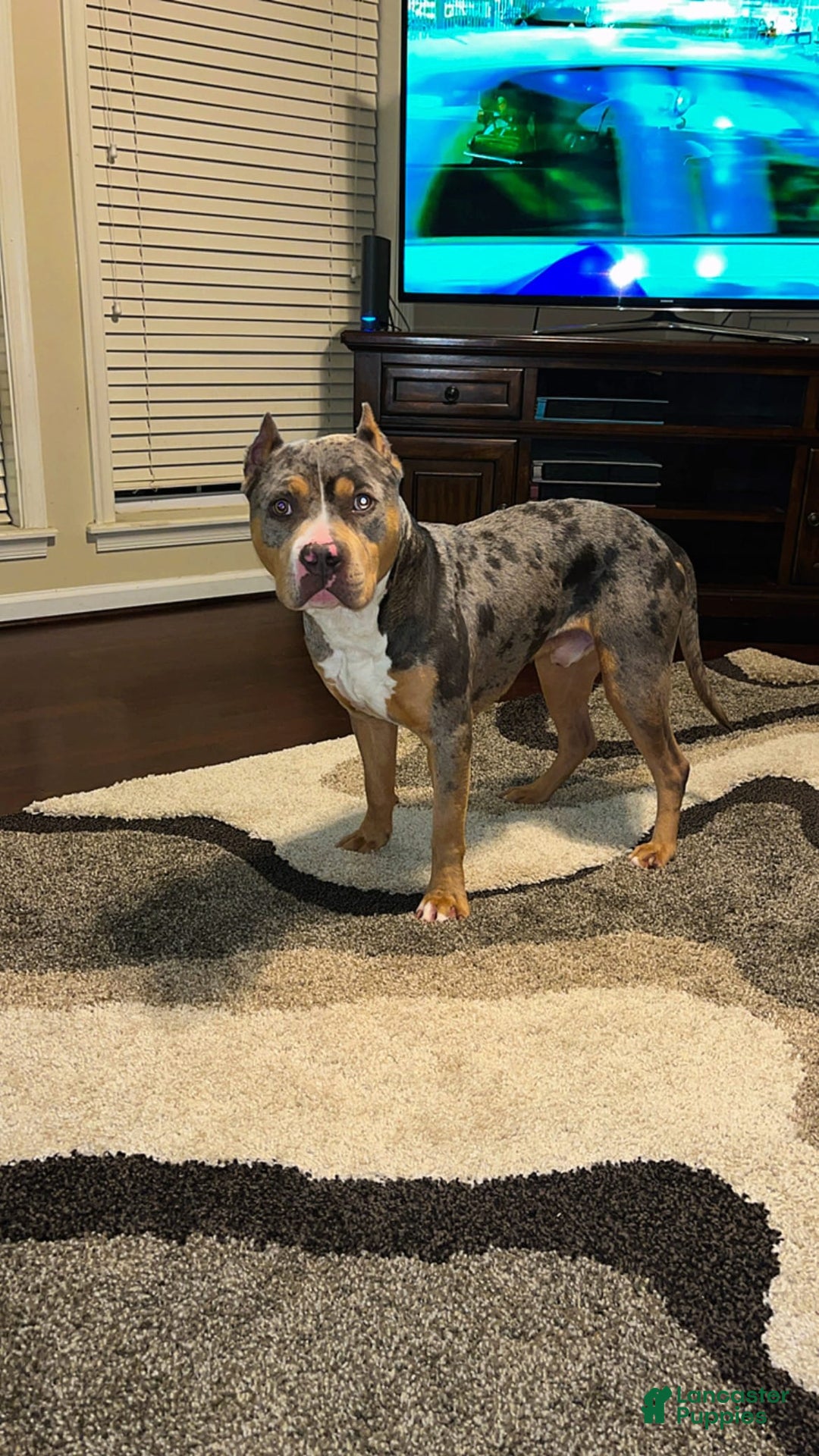 Gallery Image {{count}}