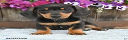 Dachshund dogs for sale: Hunter - Ad 3