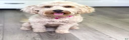 Mini Goldendoodle dogs for sale: Blaze - Ad 3