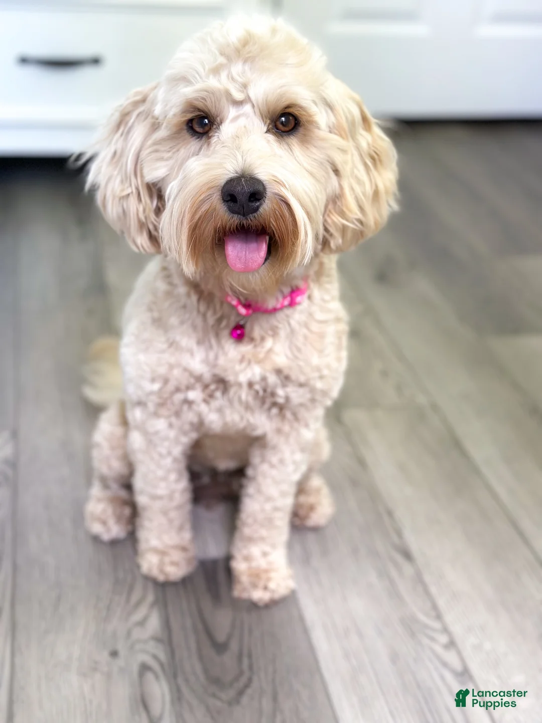 Mini Goldendoodle dogs for sale: Blaze - Ad 3