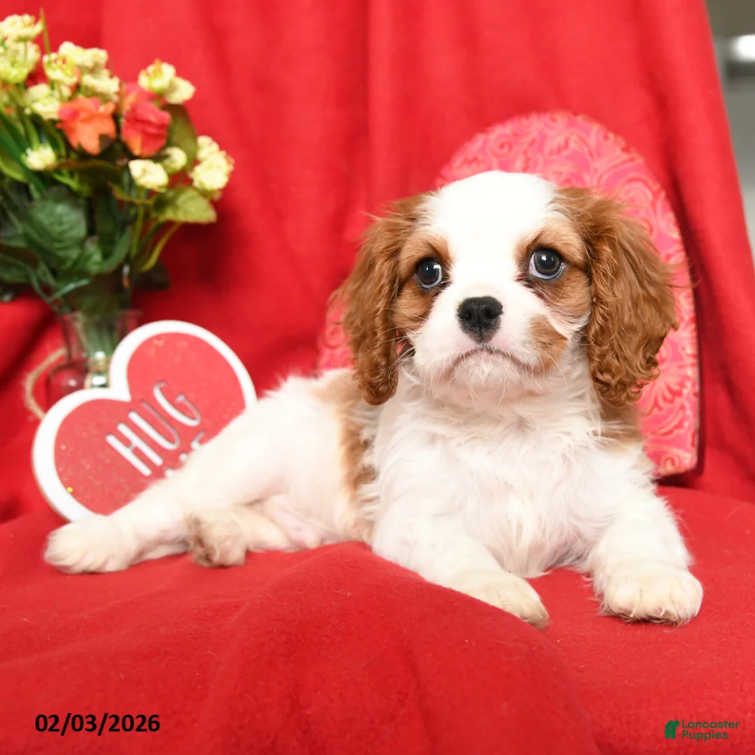 Cavalier King Charles Spaniel dogs for sale: Prince   - Ad 1