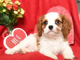 Cavalier King Charles Spaniel dogs Prince - Ad 14