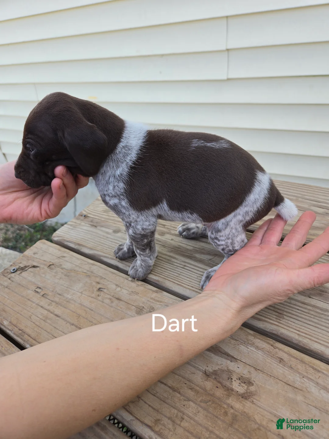 German Shorthaired Pointer dogs for sale: Dart - Ad 2