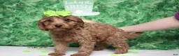 Cavapoo dogs for sale: Cherry - Ad 3