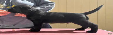 Silver collar boy