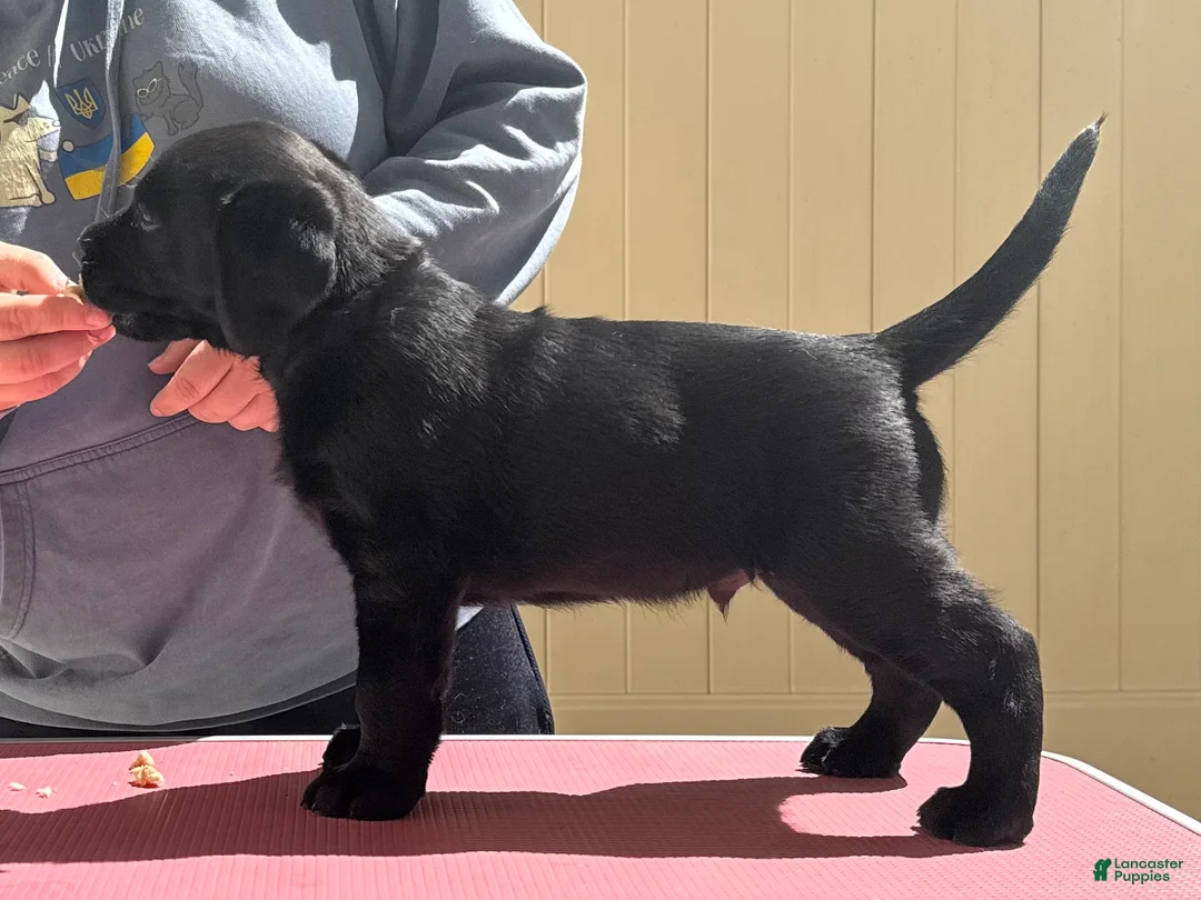 Labrador Retriever dogs for sale: Silver collar boy - Ad 1