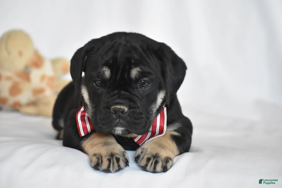 Beabull dogs for sale: Ember - Ad 7