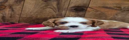 Cavalier King Charles Spaniel dogs for sale: Cavalier King Charles Spaniel 1 - Ad 4