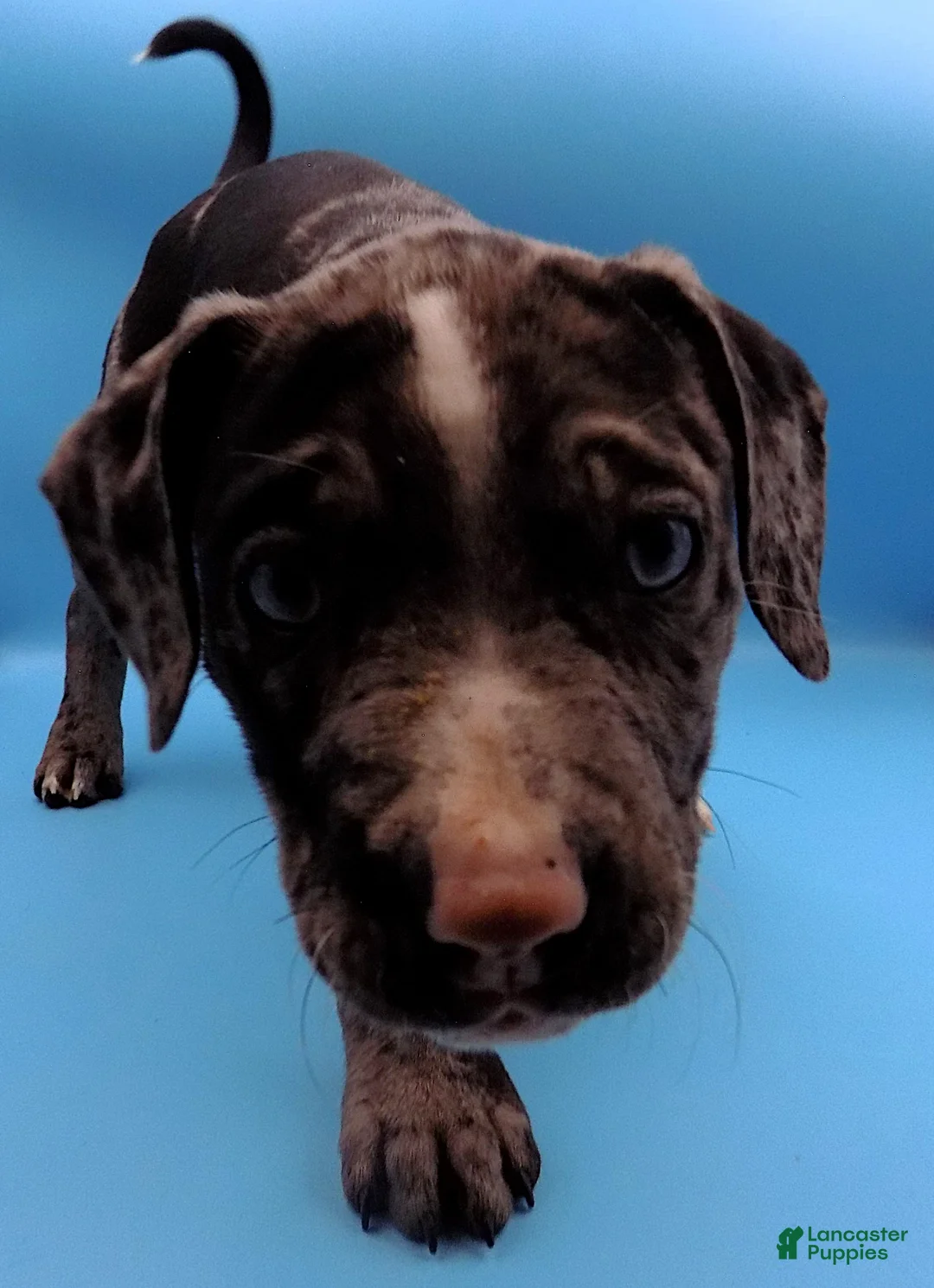 Mixed Breed dogs for sale: Minnie Mouse - Ad 7