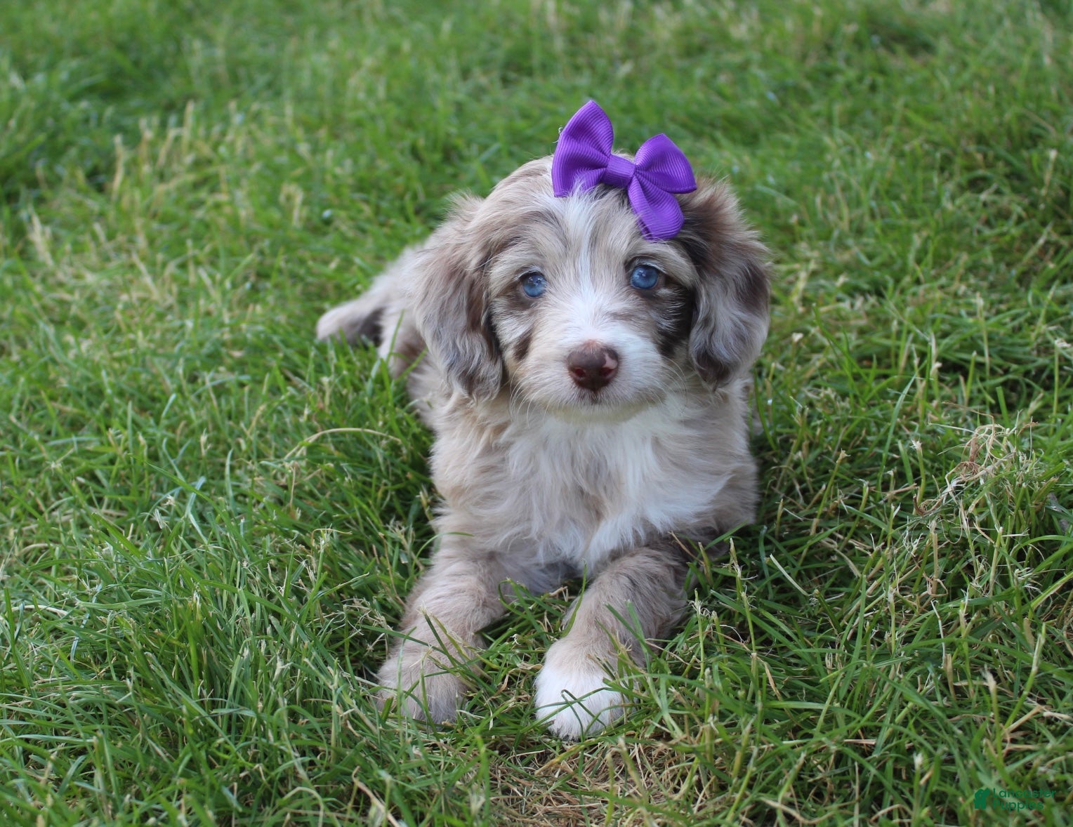 Mini Aussiedoodle dogs for sale: Jasmine 🎀 - Ad 3