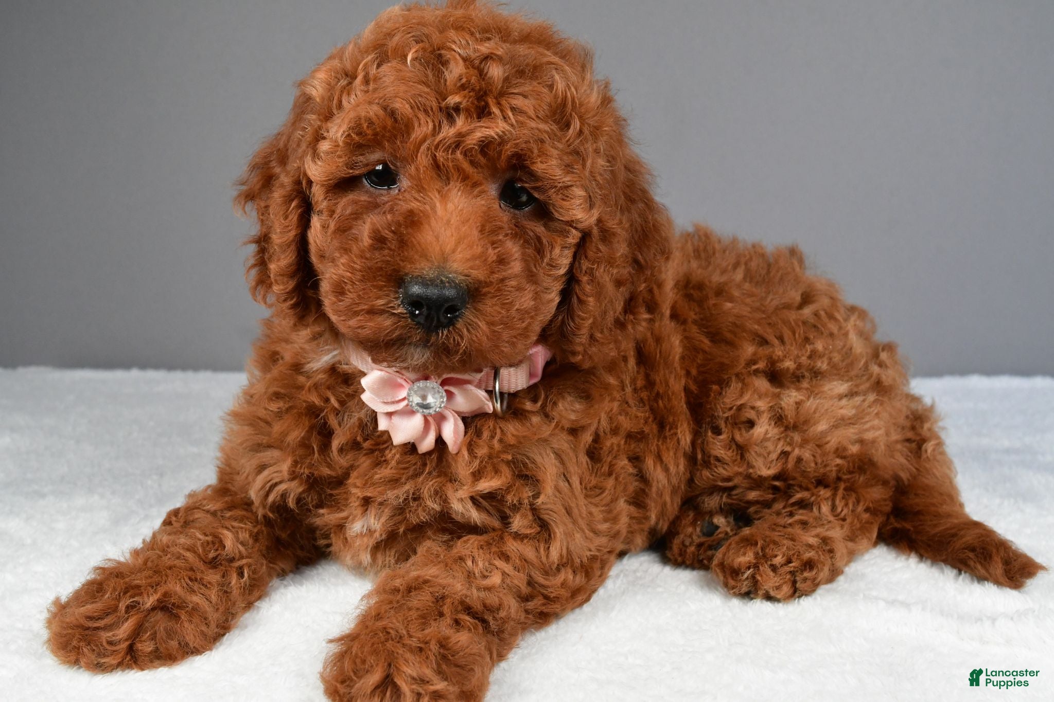 Miniature Poodle dogs Cloe - Ad 2