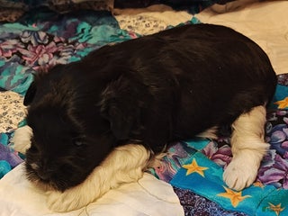 Miniature Schnauzer dogs Miniature Schnauzer Boy 1 - Ad 17