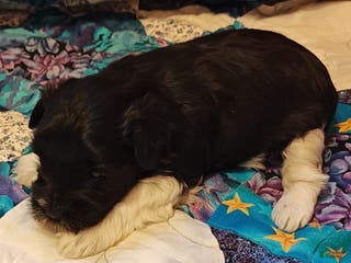 Miniature Schnauzer dogs Miniature Schnauzer Boy 1 - Ad 42