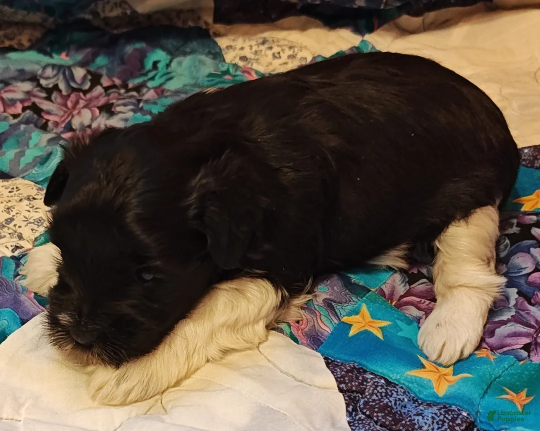 Miniature Schnauzer dogs for sale: Miniature Schnauzer Boy 1 - Ad 4