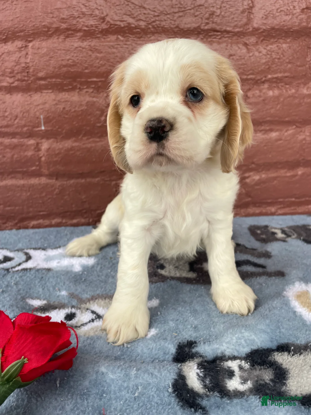 Cocker Spaniel dogs for sale: Lizzie - Ad 1