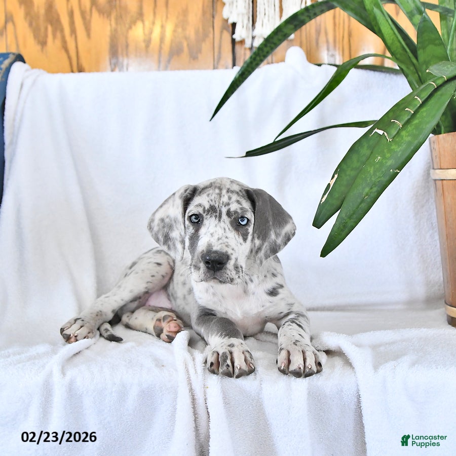 Great Dane dogs Ember - Ad 2