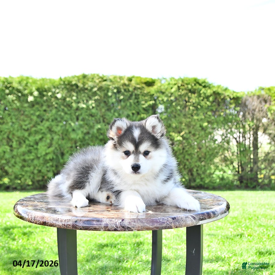 Pomsky dogs Harmony - Ad 2