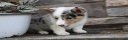 Welsh Corgi Pembroke dogs for sale: Daisy - Ad 4