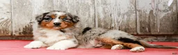 Australian Shepherd dogs for sale: Jay - Ad 3