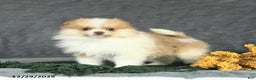 Pomeranian dogs for sale: Felix - Ad 1