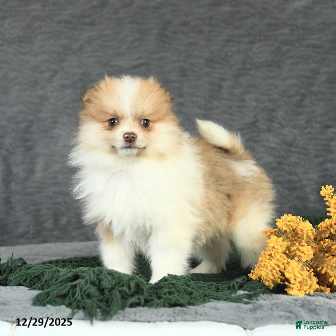 Pomeranian dogs for sale: Felix - Ad 1