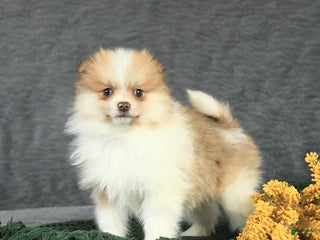 Pomeranian dogs Felix - Ad 17